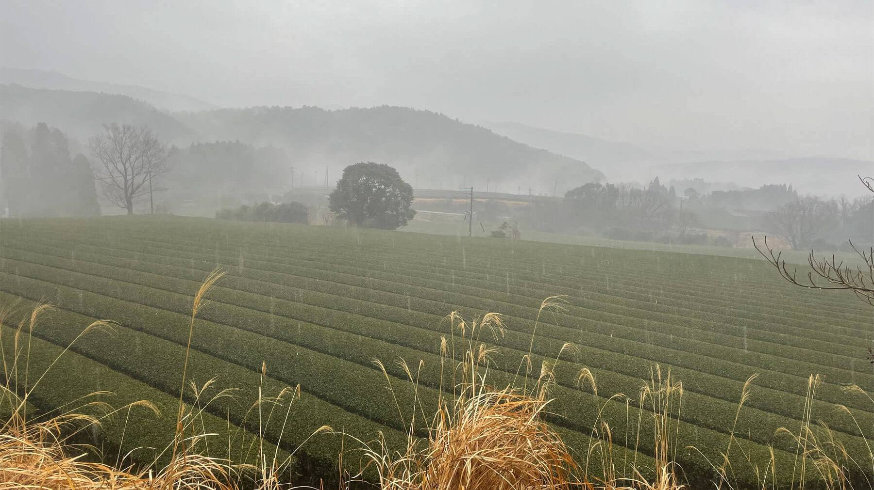 Unlock Your Inner Samurai This Spring