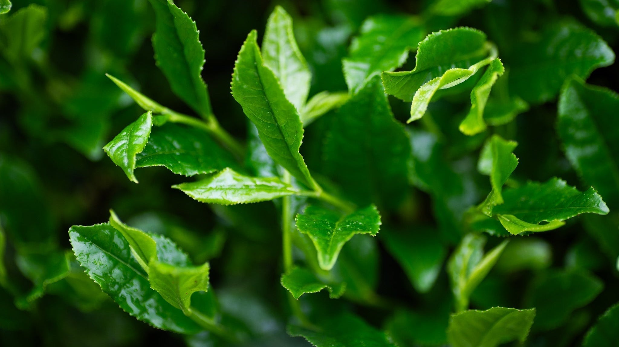 Summer Solstice: Energy, Balance and How to Sustain It