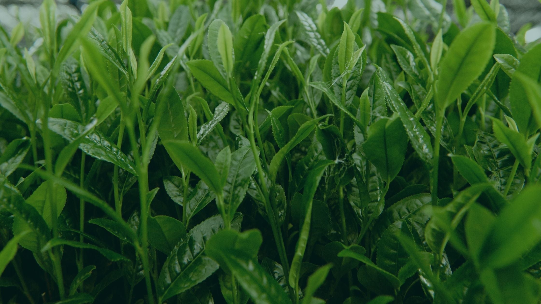 Matcha Tea Leaves being shade grown in tea field in Japan