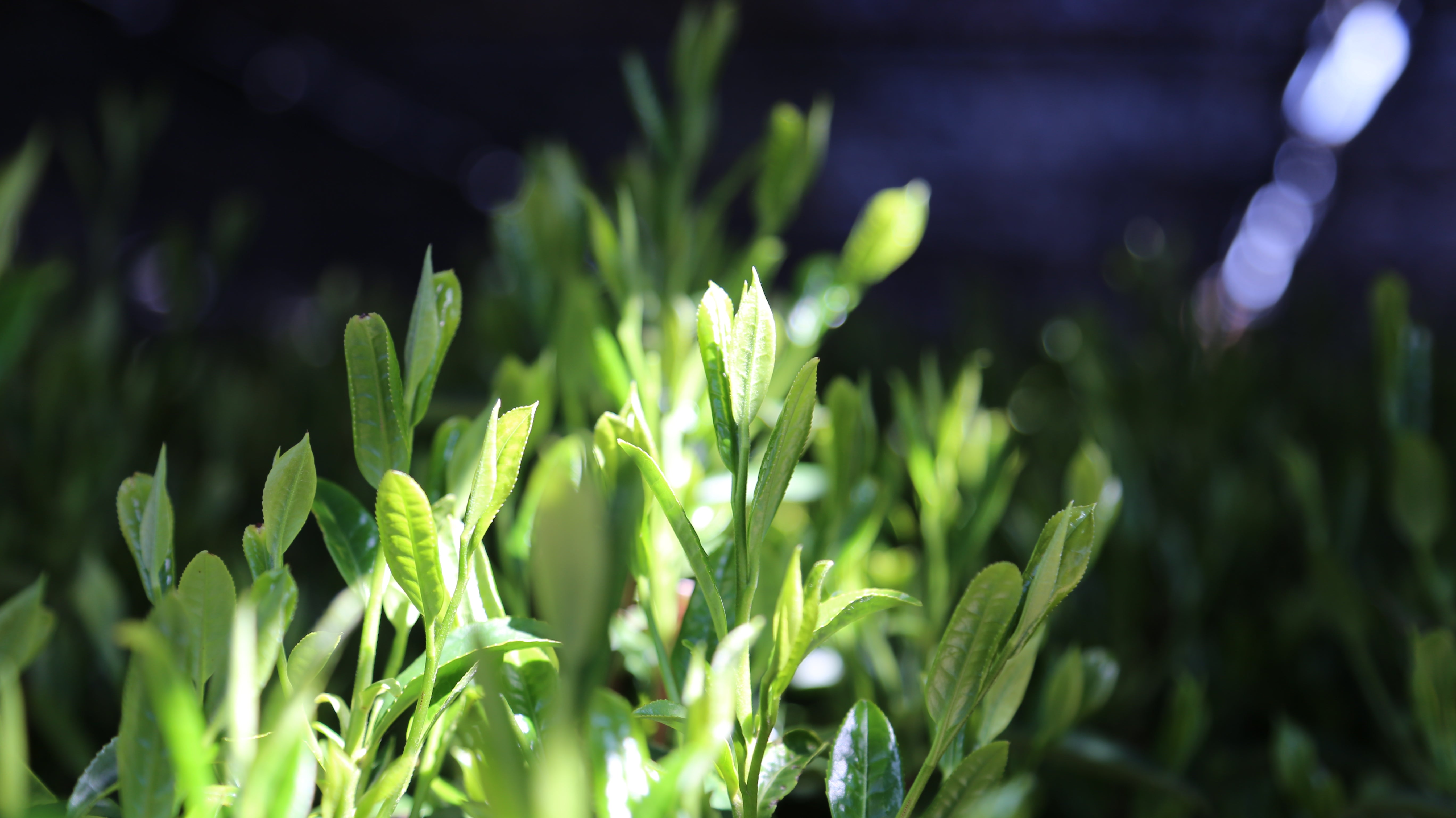 Organic September 2023