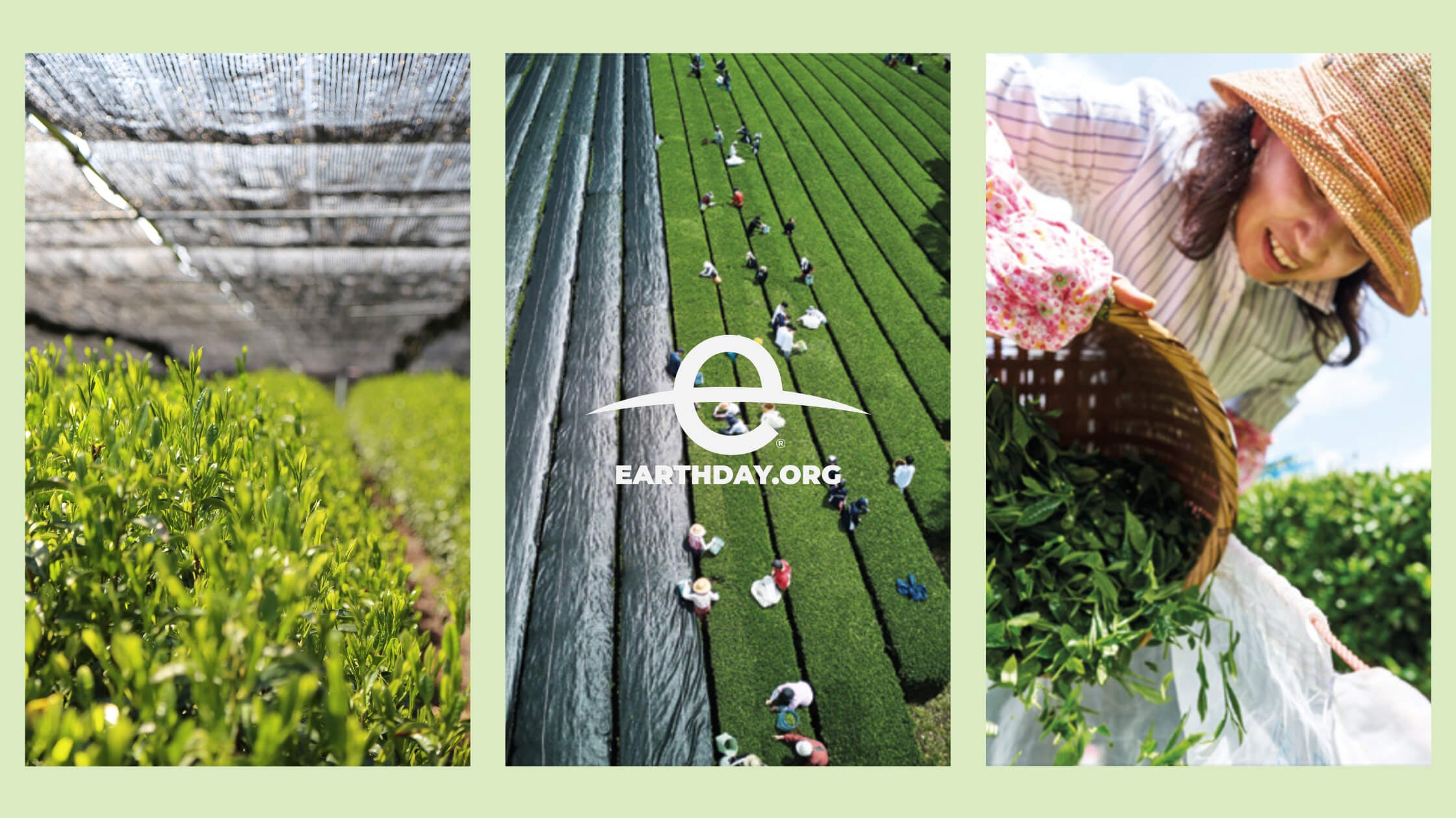 Image for Earth Day showing matcha filds