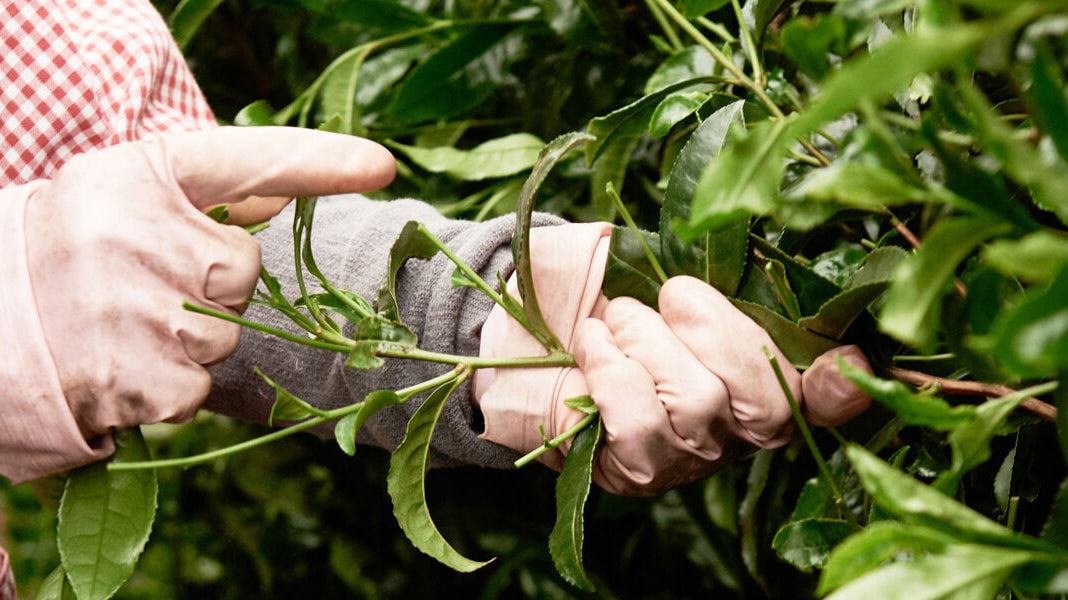 Organic September 2025: From Soil Health to Gut Health