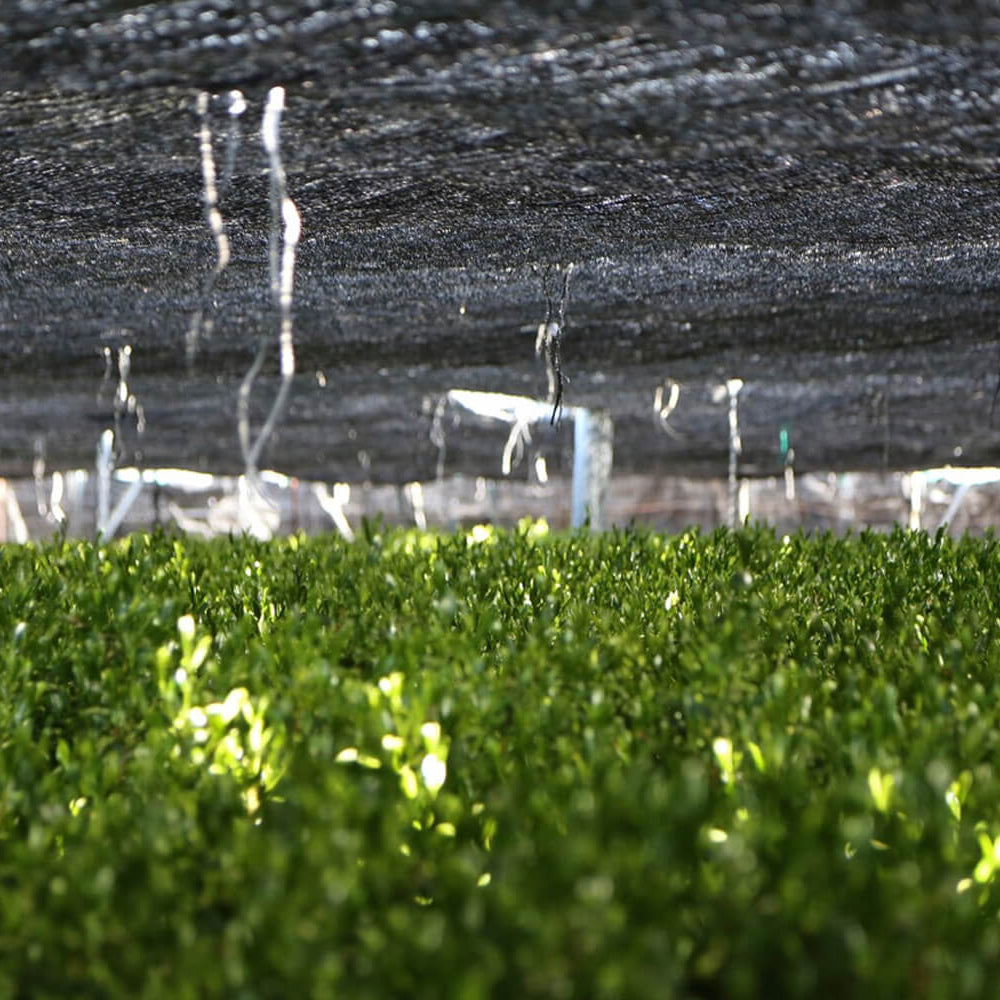 matcha tea cultivation