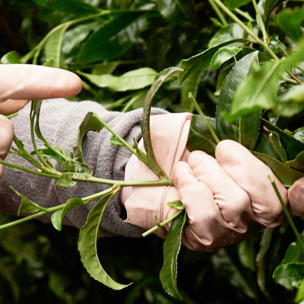 picking matcha tea leaves