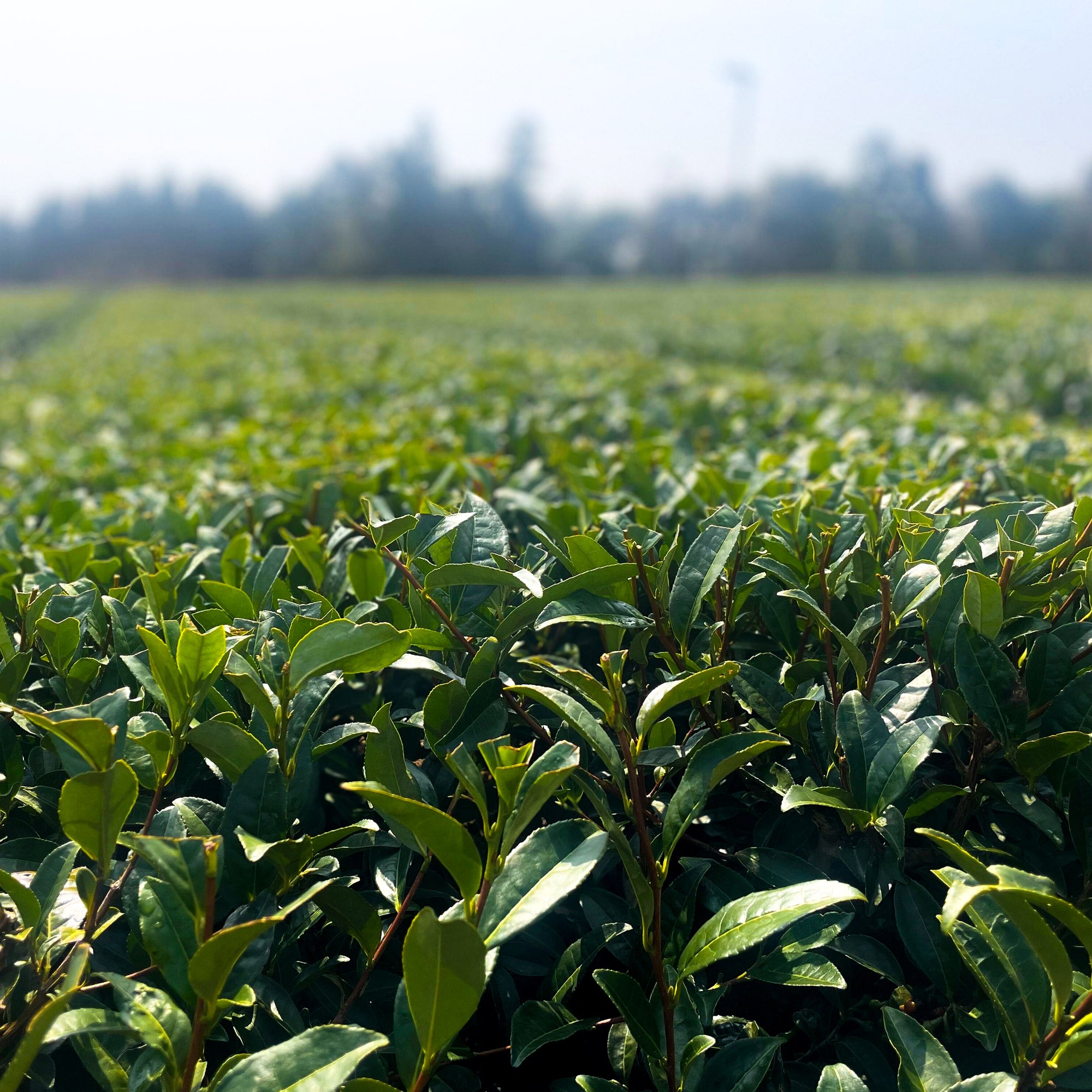 field of matcha tea leaves