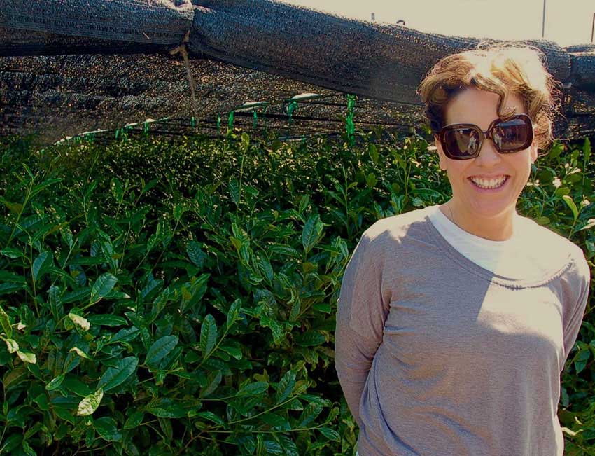 Matcha - the ultimate superfood