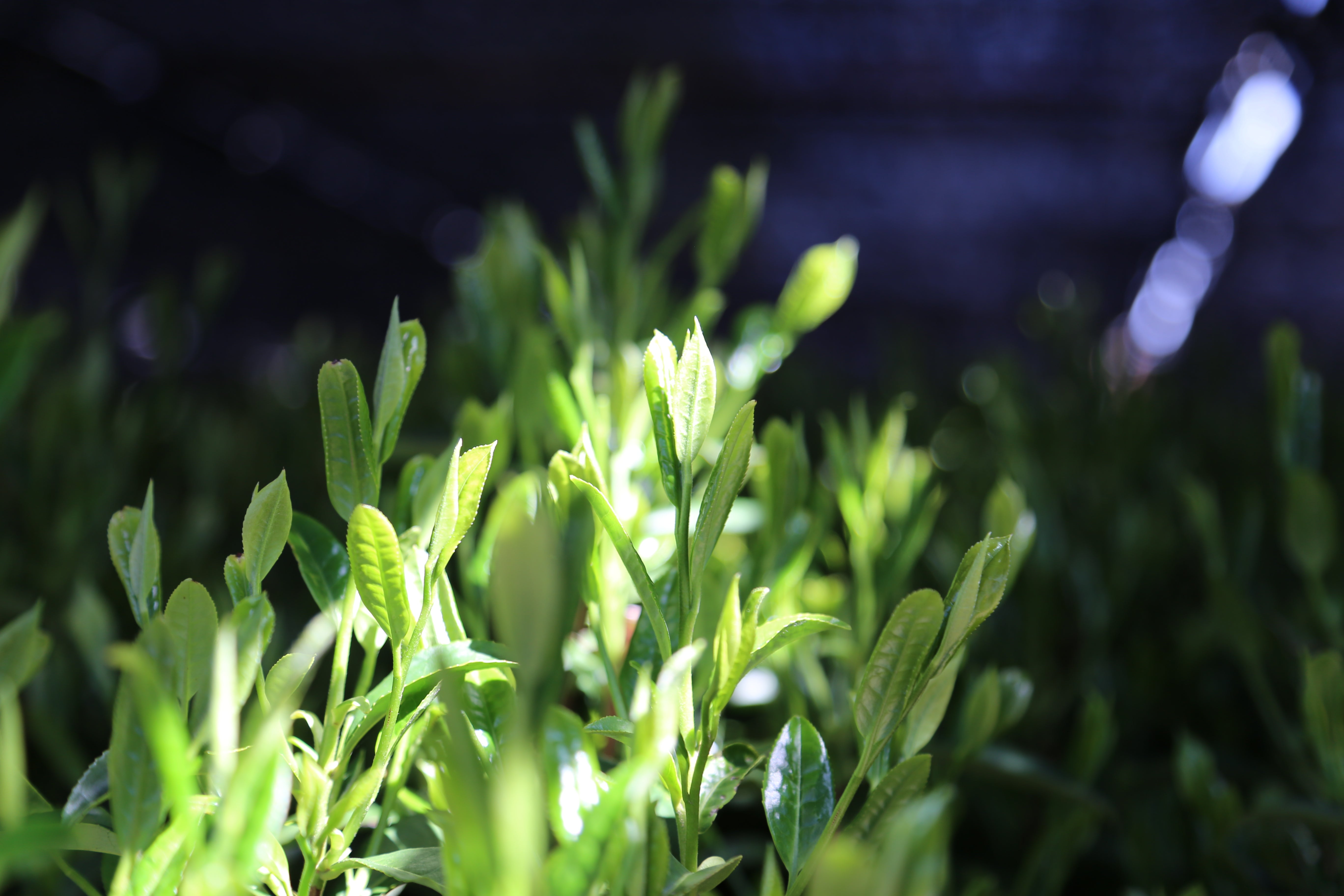 Organic September 2023