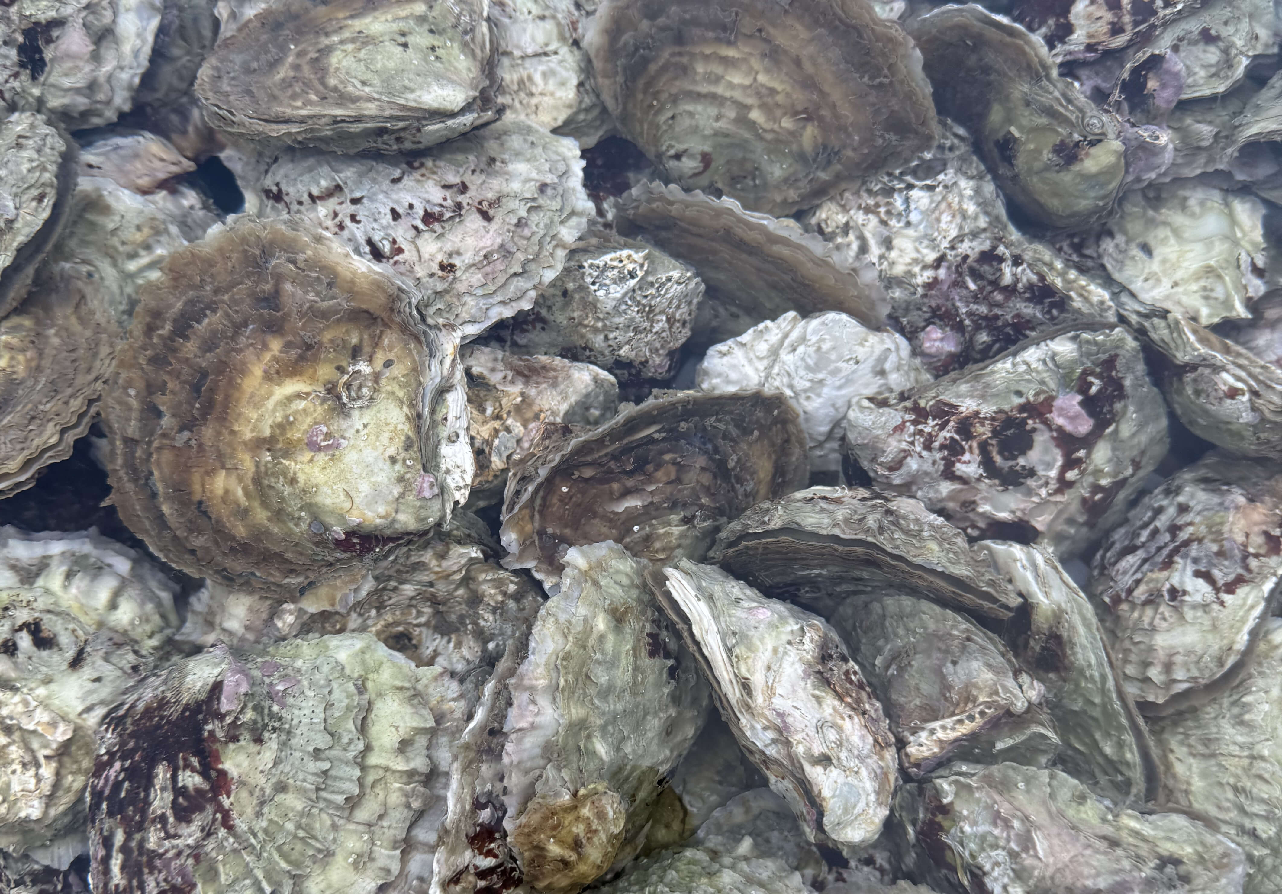 Oyster shells