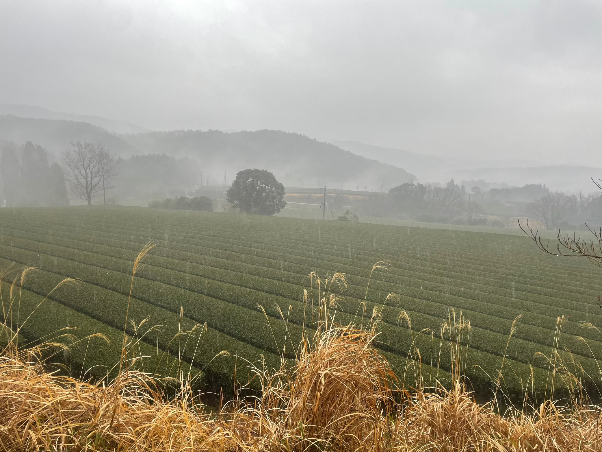 fields of matcha tea in Japan