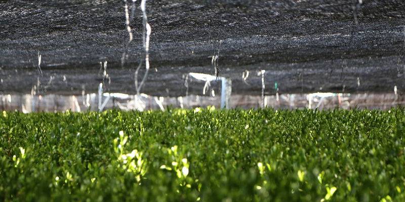 Matcha tea leaves growing