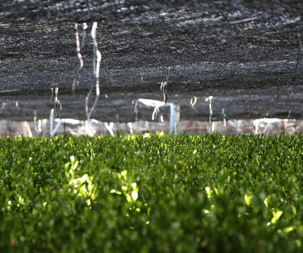 matcha tea cultivation