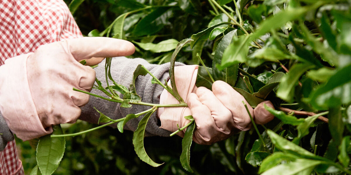 picking matcha tea leaves
